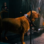 The Libertines 13.05.2024 Le TrabendoIMG_6191